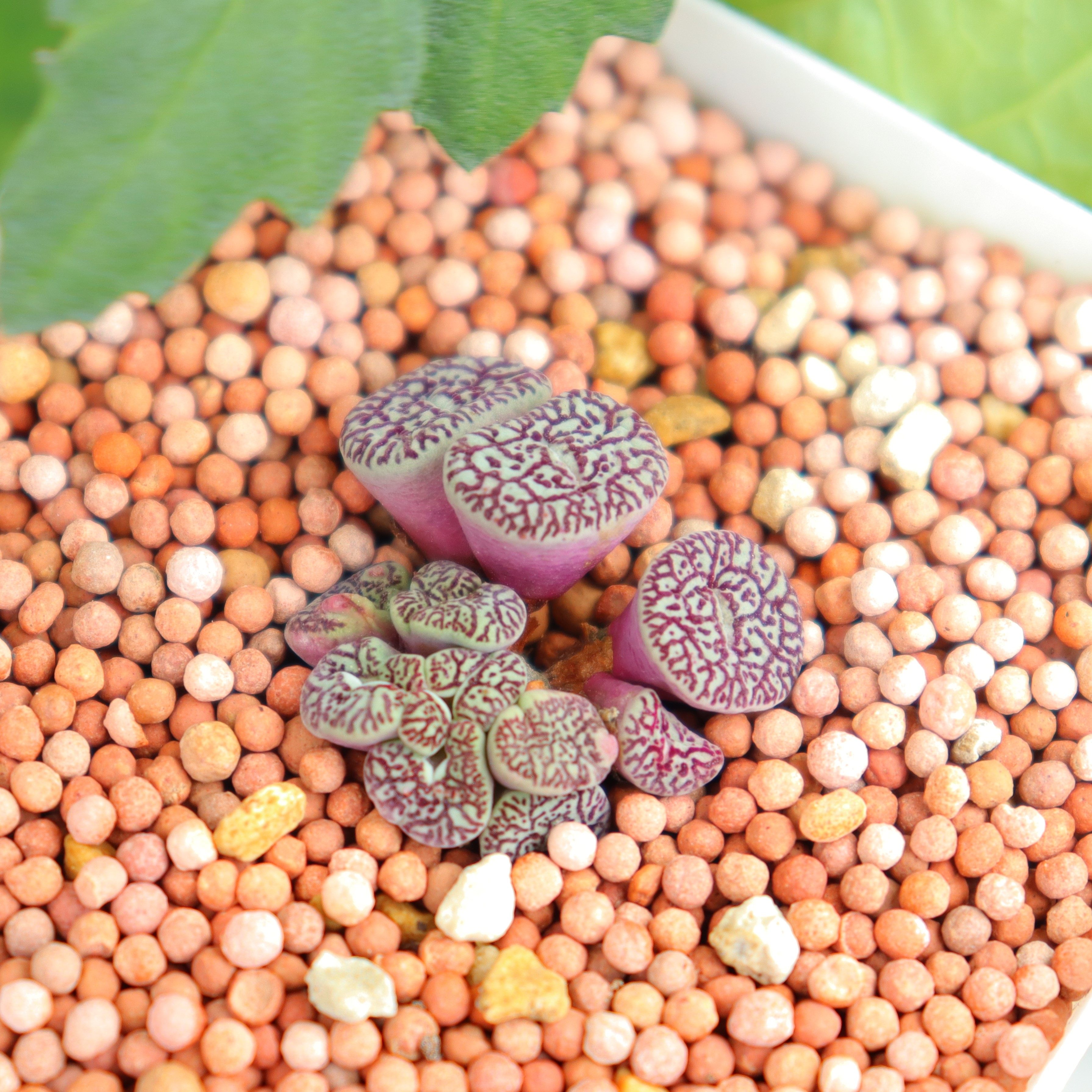 多肉植物猴脸墨小锥rr714优选猴脸纹多年老桩实生开花母本连线纹 沐沐多肉植物馆 淘优券