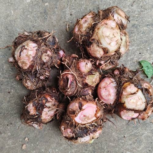 农家自种现货狗爪芋头九头芋百眼开白眼芋头产前产后种子当季农家