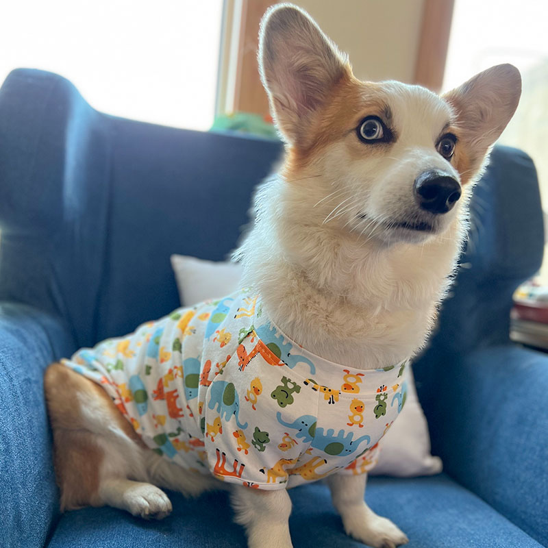 柯基衣服夏季薄款柴犬腊肠犬中型幼犬夏天透气防掉毛宠物狗狗夏装