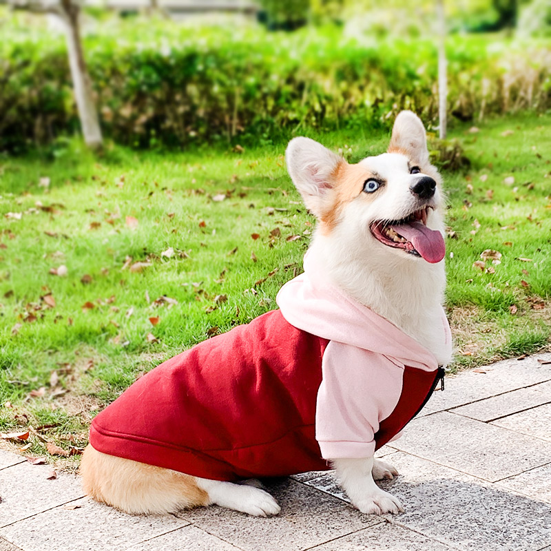 柯基犬狗狗衣服春秋薄款小型中型犬秋天冬季防掉毛宠物秋冬装卫衣 宠物/宠物食品及用品 狗宠物服装/雨衣 原图主图