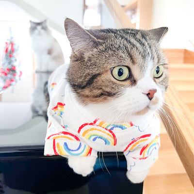 猫咪衣服夏季薄款蓝猫英短布偶猫居家服夏天小猫猫幼猫夏装防掉毛