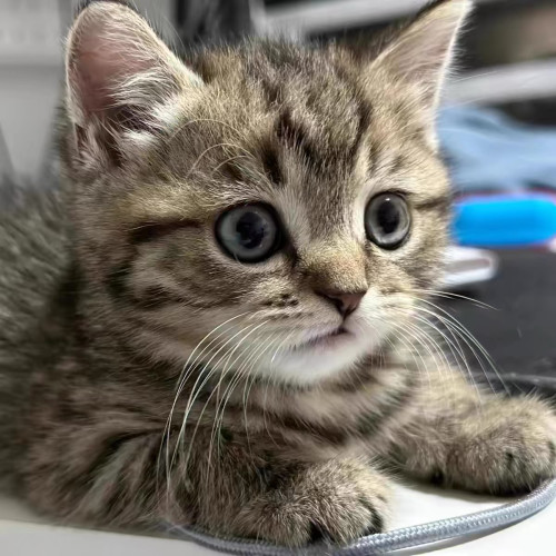 中华田园猫虎斑狸花猫幼崽橘猫奶猫黑白奶牛猫活体白猫黑猫三花猫