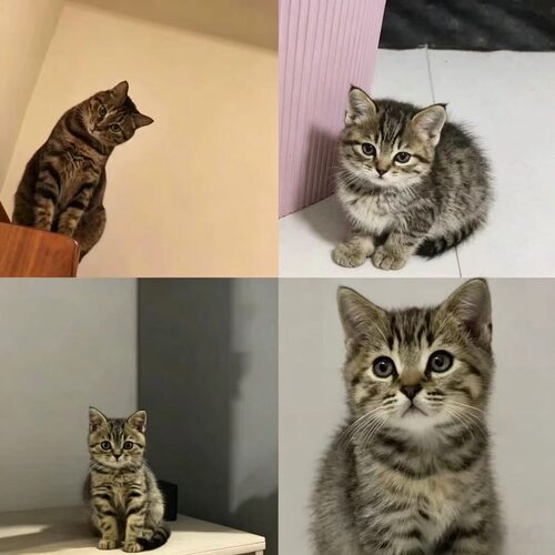 橘猫幼崽中华田园猫狸花猫活体纯黑猫白猫奶牛猫三花小可爱捕鼠猫