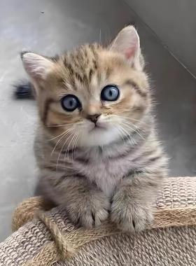 猫咪活体家养中华田园猫橘猫狸花猫黑白奶牛猫三花猫黑猫白猫幼崽