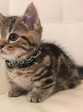 家养中华田园猫狸花猫幼崽橘猫幼猫黑白奶牛猫白猫黑猫三花猫活物