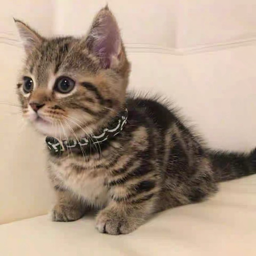 家养中华田园猫狸花猫幼崽橘猫幼猫黑白奶牛猫白猫黑猫三花猫活物