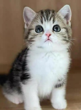 中华田园猫橘猫简洲猫狸花猫幼崽三花猫奶牛猫纯黑白猫蓝猫幼崽