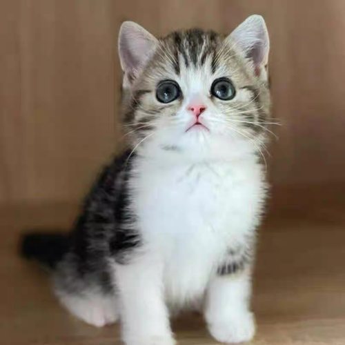 中华田园猫橘猫简洲猫狸花猫幼崽三花猫奶牛猫纯黑白猫蓝猫幼崽