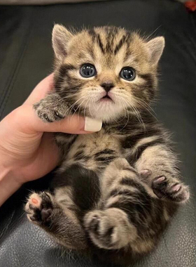 家养中华田园猫幼猫狸花猫幼崽抓老鼠小土猫小猫橘猫白猫黑猫真猫