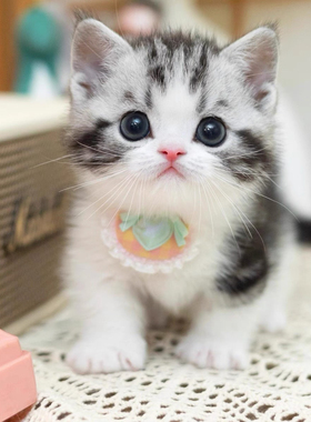 猫咪活物中华田园猫幼崽橘猫狸花猫奶牛猫黑猫玄猫活体幼猫捕鼠猫