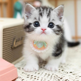 猫咪活物中华田园猫幼崽橘猫狸花猫奶牛猫黑猫玄猫活体幼猫捕鼠猫