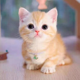 中华田园猫狸花猫幼崽橘猫幼猫黑白奶牛猫活体白猫黑猫三花猫虎斑