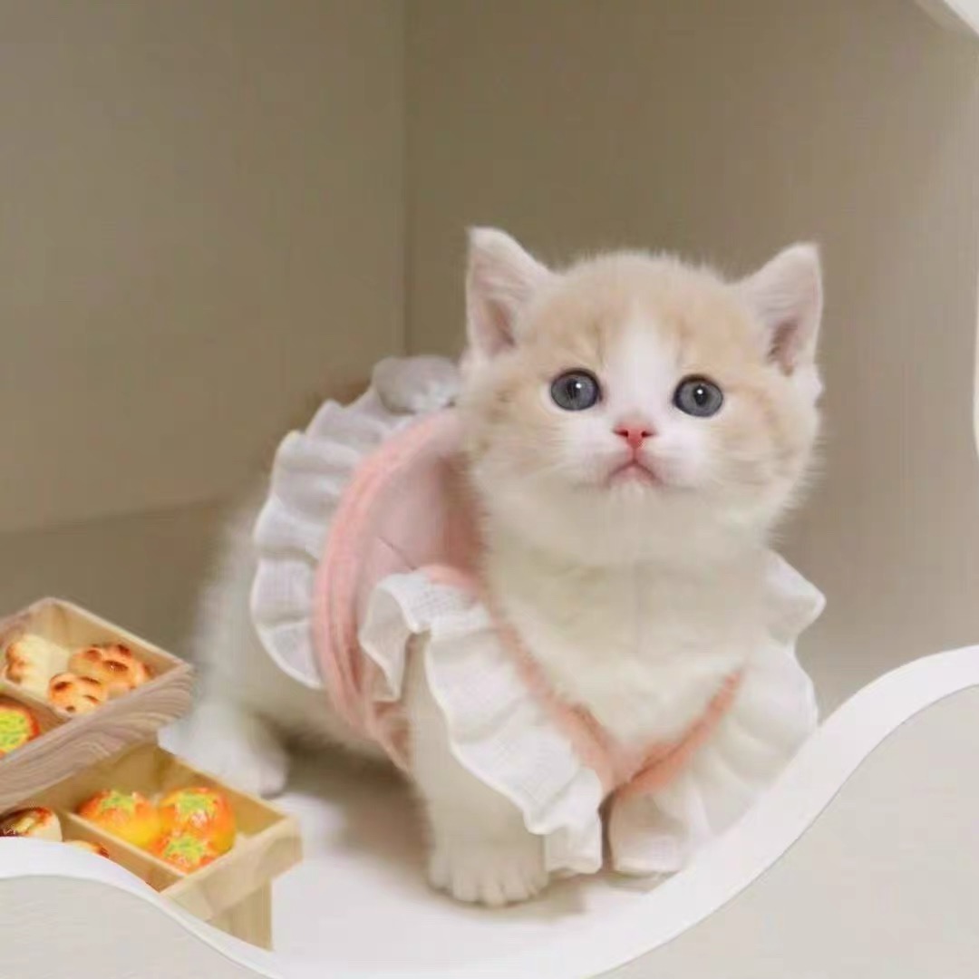 猫咪活物橘猫幼崽狸花猫田园猫三花活体纯黑中华宠物幼猫土猫捕鼠