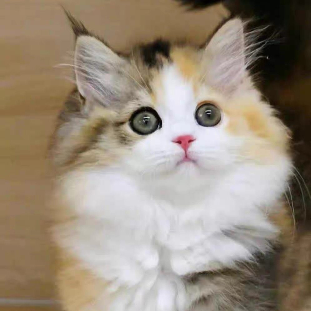 中华田园猫狸花猫幼崽橘猫幼猫黑白奶牛猫白猫黑猫三花猫虎斑活体