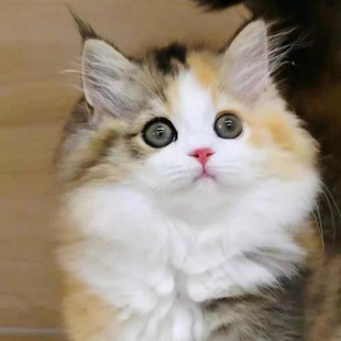 中华田园猫狸花猫幼崽橘猫幼猫黑白奶牛猫白猫黑猫三花猫虎斑活体