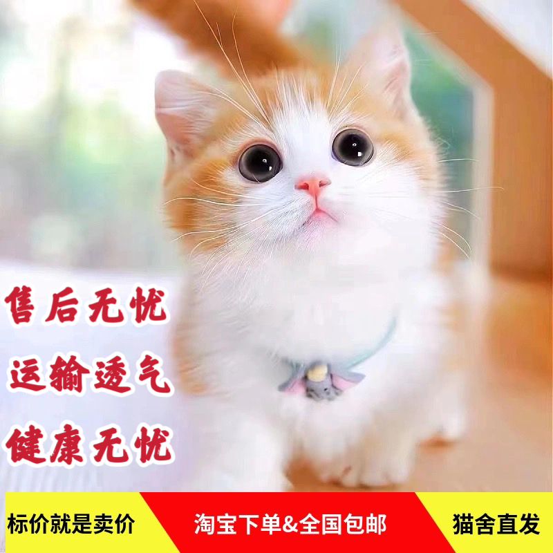 家养中华田园猫幼猫真猫狸花猫幼崽抓老鼠小土猫小猫橘猫白猫黑猫