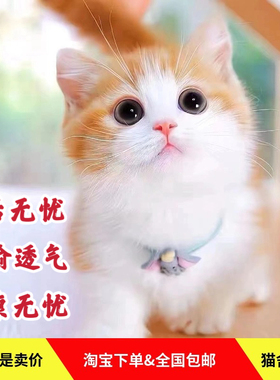 家养中华田园猫幼猫真猫狸花猫幼崽抓老鼠小土猫小猫橘猫白猫黑猫