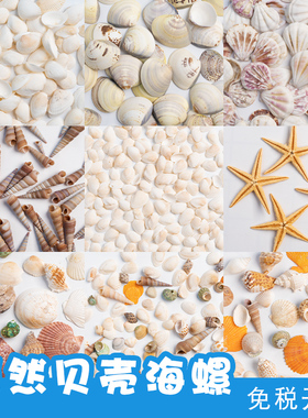 幼儿园手工海洋贝壳片diy材料海星鱼缸装饰画美工区角材料投放