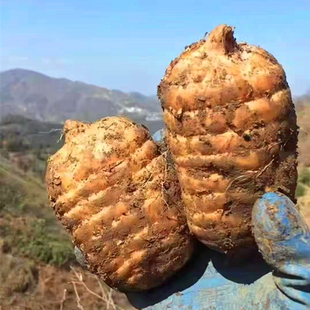 新鲜天麻正宗云南昭通彝良小草坝原产地深山现挖特级仿野生乌天麻