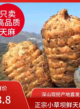 新鲜天麻正宗云南昭通彝良小草坝原产地深山现挖特级仿野生乌天麻