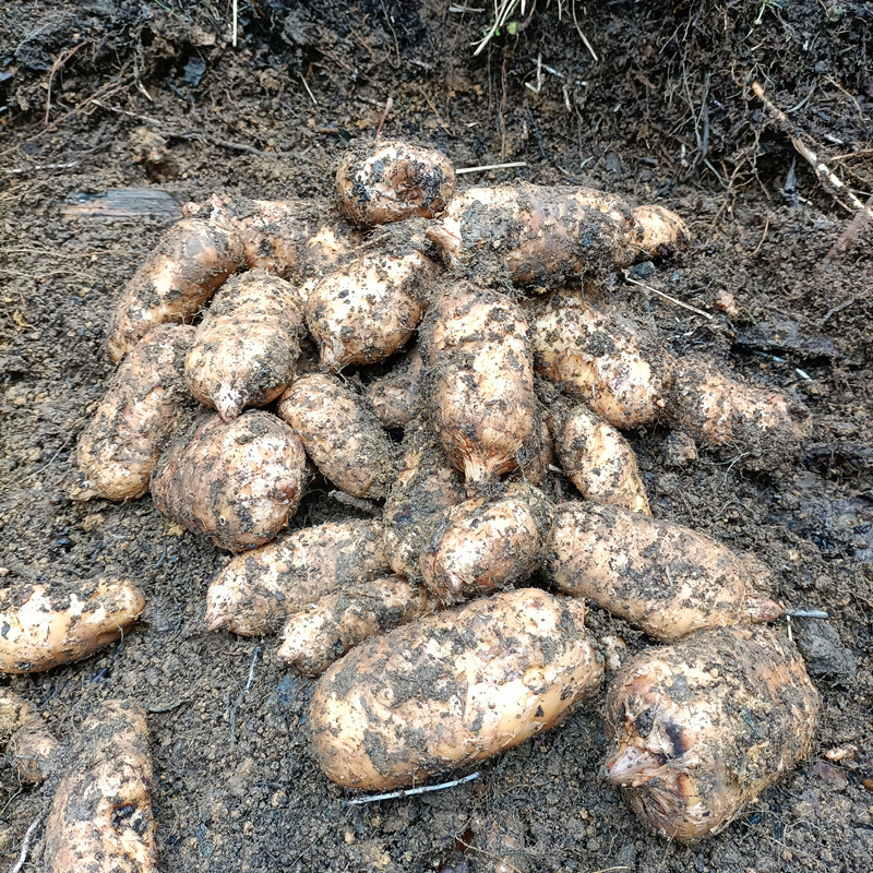 天麻新鲜云南昭通彝良县小草坝鲜天麻深山现挖仿野生特级500克1斤