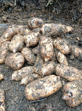 天麻新鲜云南昭通彝良县小草坝鲜天麻深山现挖仿野生特级500克1斤