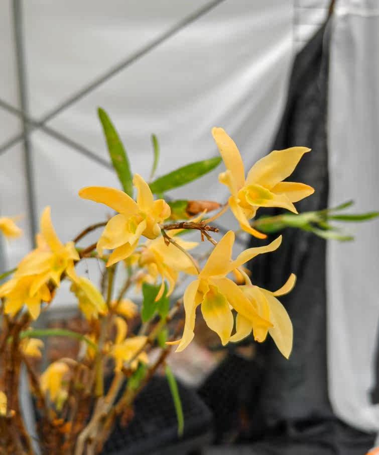 北凉橘色黄广东石斛