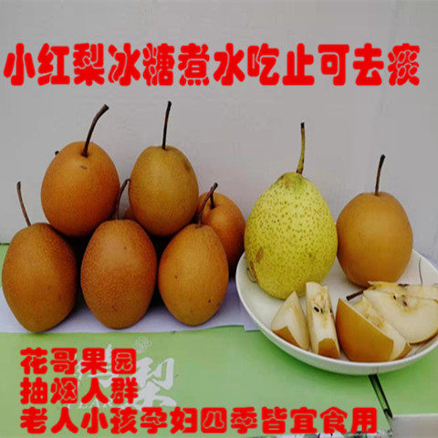 小红梨河北正宗小酸红梨当季新鲜水果沙梨冰糖煮水咳嗽铁皮梨雪梨