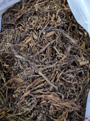 一级景迈螃蟹脚寄生茶 与茶同冲泡 口感甘香 和约用价值500克包邮