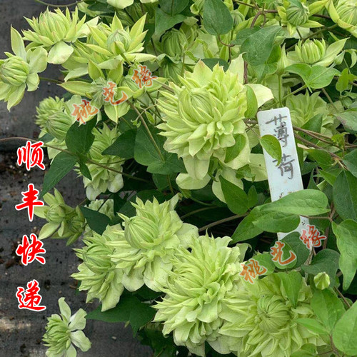 桃姐铁线莲草本阳台庭院多季节
