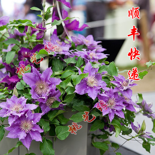 桃姐铁线莲草本阳台多季节矮身