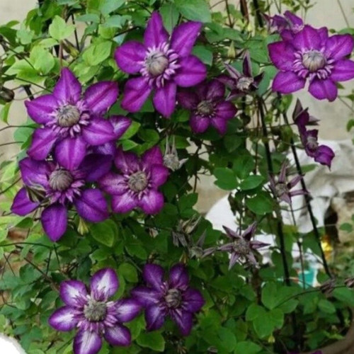 卡西斯（F系）大型丰花爬藤铁线莲 庭院 地栽 耐热