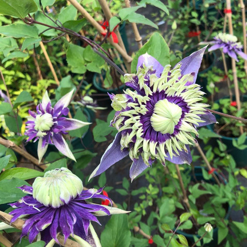 大河（F系）大型丰花爬藤铁线莲 庭院 地栽  耐热