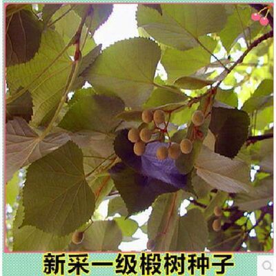 新采集椴树种子 优良品质 紫椴树种子新种子常绿树 园林绿化树