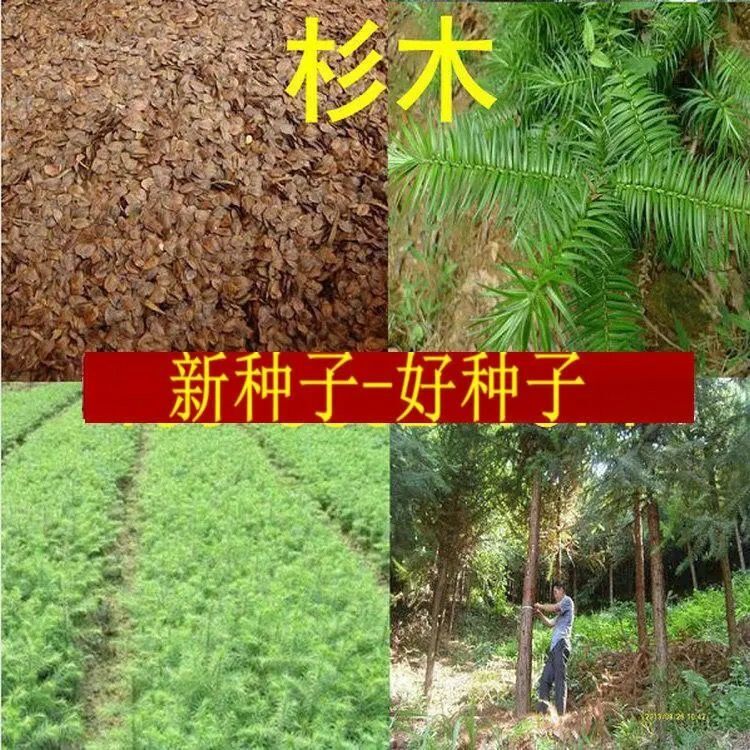 杉木种子水杉池杉云杉冷杉油杉落羽家杉柳杉籽南洋杉四川刺杉树种