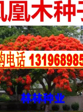 凤凰木种子蓝花楹种子紫藤种子红花楹树火树子 金凤 行道林木苗木