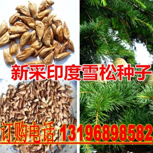 新采印度进口雪松种子 塔松种子 国产雪松种子 雪松树种子雪松苗