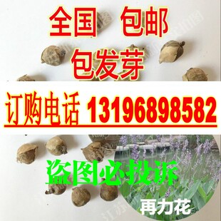 再力花种子 水竹芋水莲蕉 塔利亚多年生挺水草本水生植物种子包邮