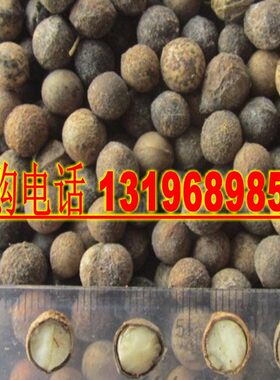 香樟树包发芽种子