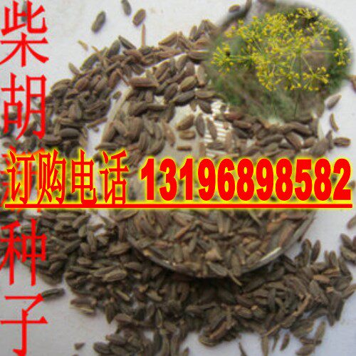 中药材种子 中草药 柴胡种子 地熏 茈胡 山菜 茹草 柴草 草药种子