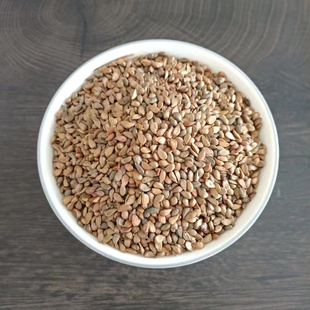 八棱海棠种子八棱海棠树种子海棠花种子海棠籽嫁接苹果砧林木种子