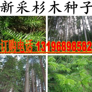 杉木种子水杉种子冷杉柳杉种子落羽杉种子刺杉速生杉树种子池杉籽