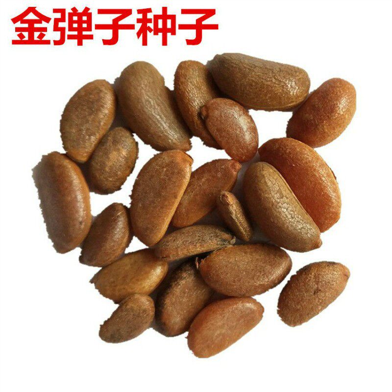 金弹子种子金单弹子树苗种子金单弹子果乌柿种子珍贵盆景树种包邮