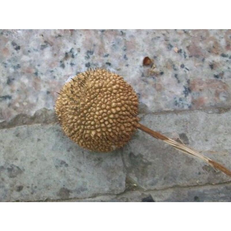 优质林木种子 法国梧桐树种子泡桐树 海桐种子 青桐种子 珙桐种子