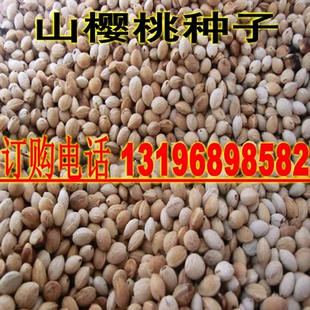 出售樱桃种子 绿化林木树种 山樱桃种子 麦樱 朱桃 大青叶种子