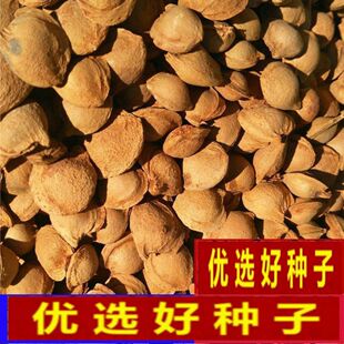 嫁接山杏仁山杏树籽杏子核种野生山杏种子