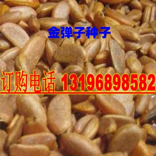 新采金弹子种子可嫁接鸡血红老鸦柿种子人参果剌柿盆景植物树种籽