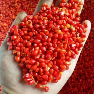 重楼种子正宗云南七叶一枝花新鲜独角莲高杆大叶重楼种苗矮杆多芽