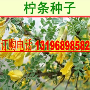 拧条种子 毛条 可做牧草 畜牧用 白柠条柠条锦鸡儿种籽