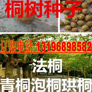 优质林木种子 法国梧桐树种子泡桐树 海桐种子 青桐种子 珙桐种子